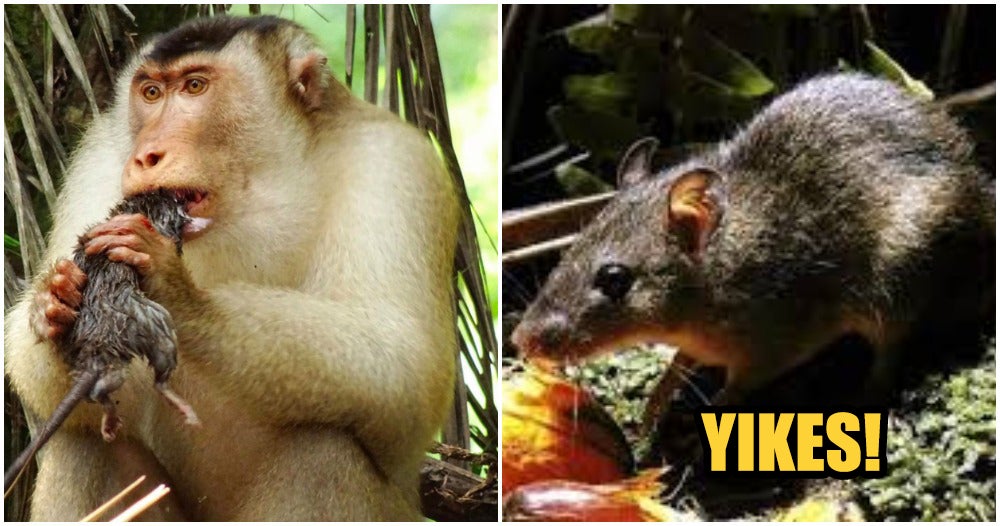 Meet M'Sia'S Latest Nope, The Rat-Eating Monkeys - World Of Buzz