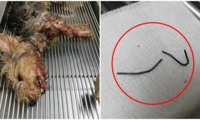 Sabah Owner Cruelly Neglects Puppy After A Metal Rod Pierces Through Its Throat &Amp; Mouth - World Of Buzz 2