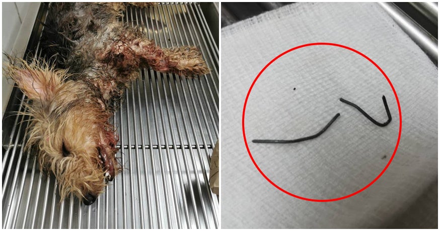 Sabah Owner Cruelly Neglects Puppy After A Metal Rod Pierces Through Its Throat &Amp; Mouth - World Of Buzz 2