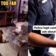 Singaporean Girl Pranks Mother By Telling Her A Dog Entered Their Home &Amp; Mum Calls The Police - World Of Buzz 1