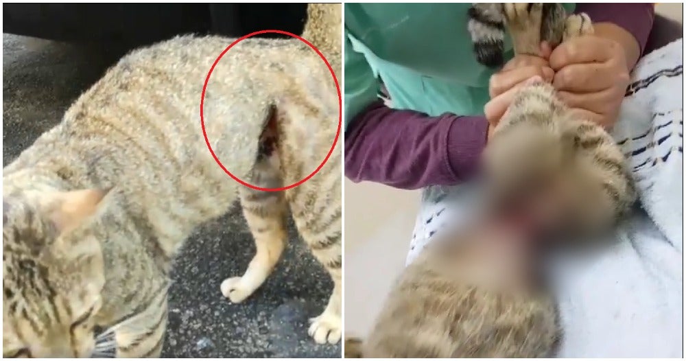 Someone Cruelly Tied A Metal Wire On This Cat So Tight That It ALMOST Split In Half - WORLD OF BUZZ 3