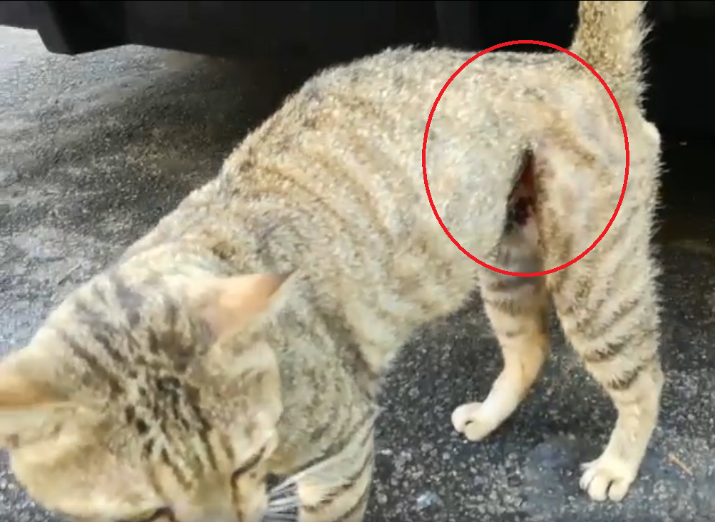 Someone Cruelly Tied A Metal Wire On This Cat So Tight That It ALMOST Split In Half - WORLD OF BUZZ