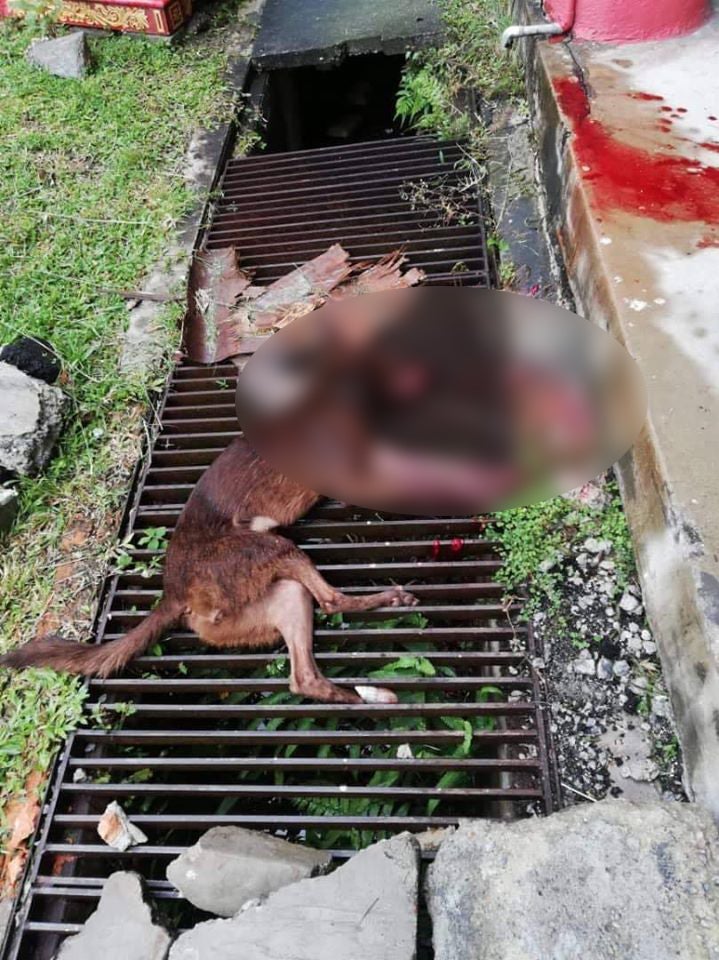 &Quot;They Bit My Kids&Quot; Says Man Who Mercilessly Shot 5 Dogs To Death Using Air Gun In Shah Alam - World Of Buzz 1