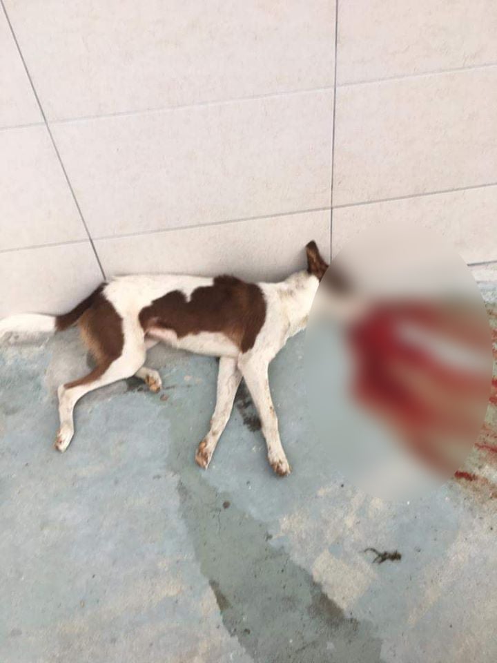 &Quot;They Bit My Kids&Quot; Says Man Who Mercilessly Shot 5 Dogs To Death Using Air Gun In Shah Alam - World Of Buzz 2