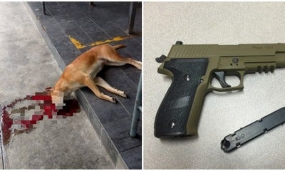 &Quot;They Bit My Kids&Quot; Says Man Who Mercilessly Shot 5 Dogs To Death Using Air Gun In Shah Alam - World Of Buzz 4