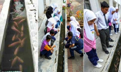 This Ipoh School Started Rearing Fish In Their Longkang For Only Rm100 &Amp; It Looks Awesome! - World Of Buzz 4
