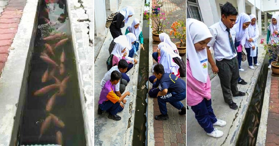 This Ipoh School Started Rearing Fish In Their Longkang For Only Rm100 &Amp; It Looks Awesome! - World Of Buzz 4