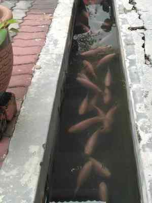This Ipoh School Started Rearing Fish In Their Longkang For Only Rm100 &Amp; It Looks Awesome! - World Of Buzz