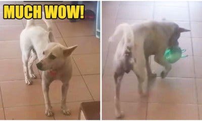 Watch: Cute 'Tapau' Stray Dog Stole Netizen'S Heart And Went Viral - World Of Buzz