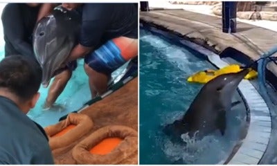 Watch: Dolphins Rescued A - World Of Buzz