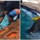 Watch: Dolphins Rescued A - World Of Buzz