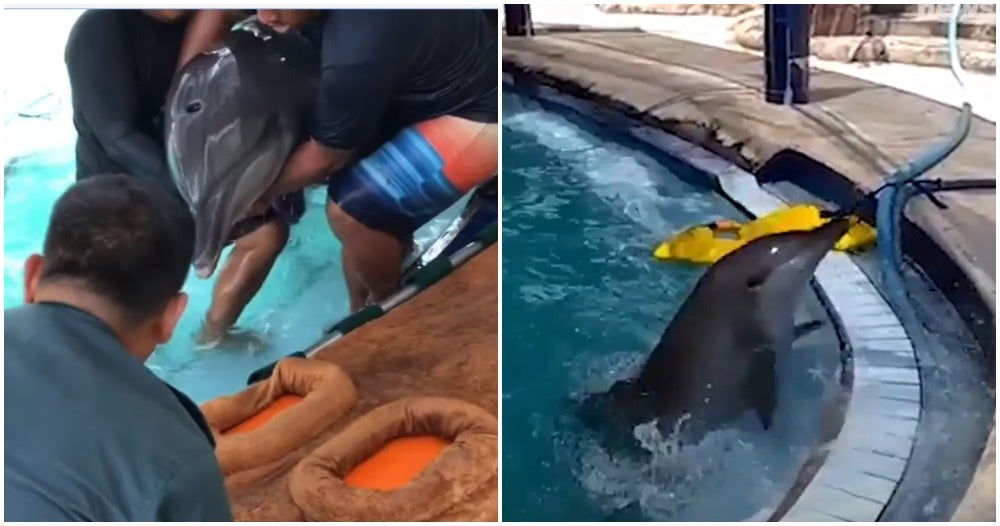 Watch: Dolphins Rescued A - WORLD OF BUZZ
