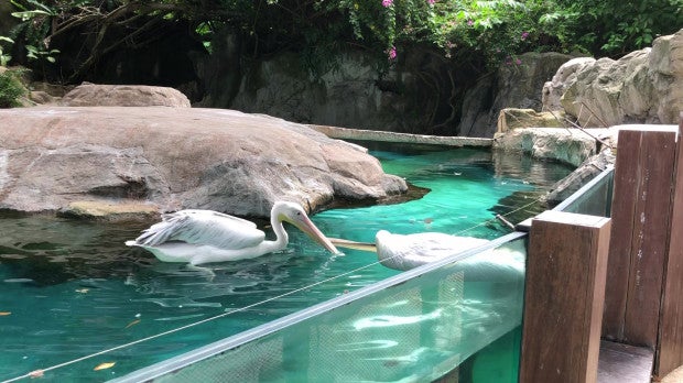 Watch: Loyal Pelican Desperately Tries To Revive Dead Friend As Zoo Visitors Look On Helplessly - WORLD OF BUZZ 1