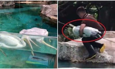 Watch: Loyal Pelican Desperately Tries To Revive Dead Friend As Zoo Visitors Look On Helplessly - World Of Buzz 3