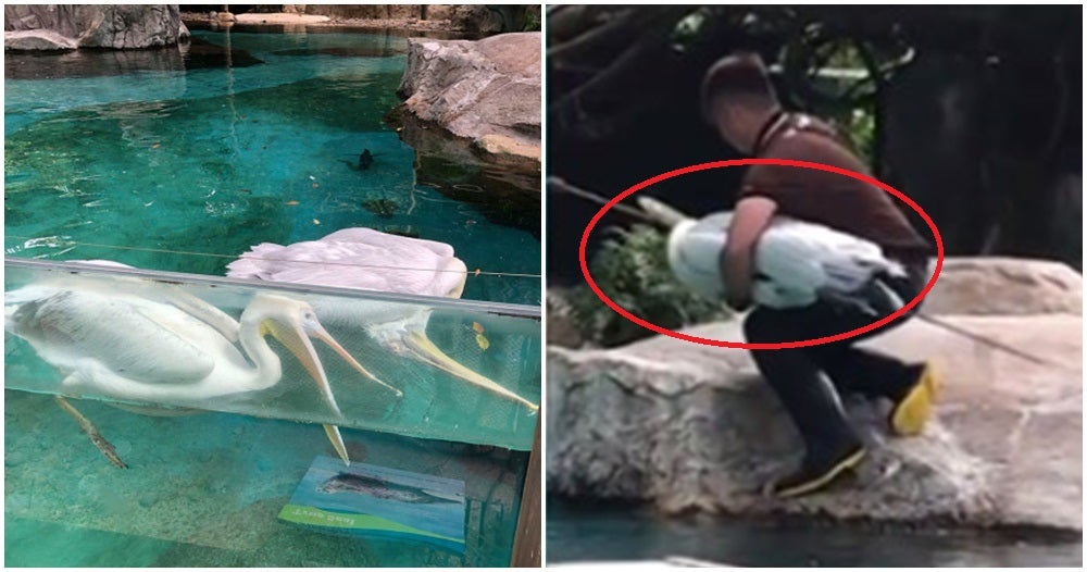 Watch: Loyal Pelican Desperately Tries To Revive Dead Friend As Zoo Visitors Look On Helplessly - World Of Buzz 3