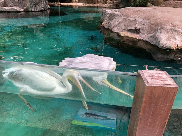 Watch: Loyal Pelican Desperately Tries To Revive Dead Friend As Zoo Visitors Look On Helplessly - WORLD OF BUZZ
