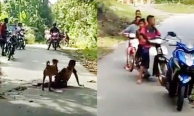 12Yo Boy From Langkawi Attacked And Bitten By Dog, Men Stood There And Watched - World Of Buzz