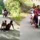 12Yo Boy From Langkawi Attacked And Bitten By Dog, Men Stood There And Watched - World Of Buzz