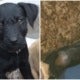 18-Week-Old Puppy Tragically Dies Of Heart Attack Because Of Loud Firework Sounds - World Of Buzz