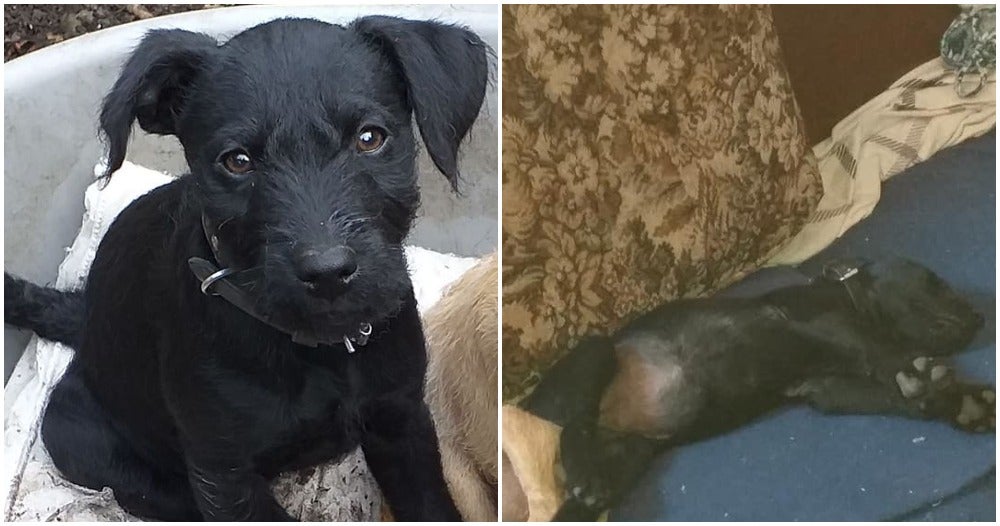 18-Week-Old Puppy Tragically Dies Of Heart Attack Because Of Loud Firework Sounds - World Of Buzz
