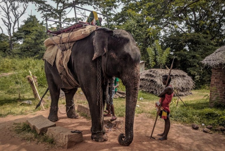 18yo Elephant Dies From Exhaustion After It Was FORCED To Carry Traveling Tourists - WORLD OF BUZZ 1