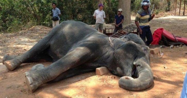 18yo Elephant Dies From Exhaustion After It Was FORCED To Carry Traveling Tourists - WORLD OF BUZZ 2