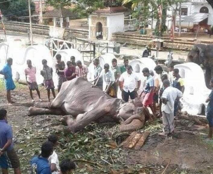 18yo Elephant Dies From Exhaustion After It Was FORCED To Carry Traveling Tourists - WORLD OF BUZZ 3