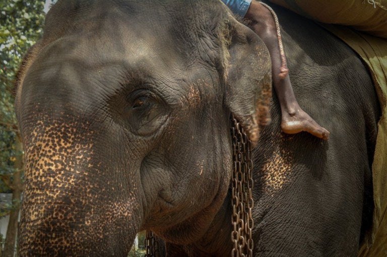 18yo Elephant Dies From Exhaustion After It Was FORCED To Carry Traveling Tourists - WORLD OF BUZZ 4