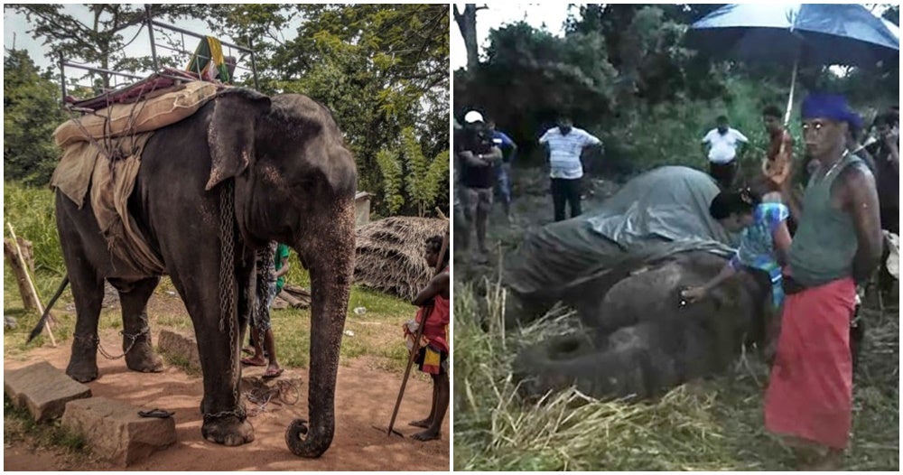 18Yo Elephant Dies From Exhaustion After It Was Forced To Carry Traveling Tourists - World Of Buzz 5