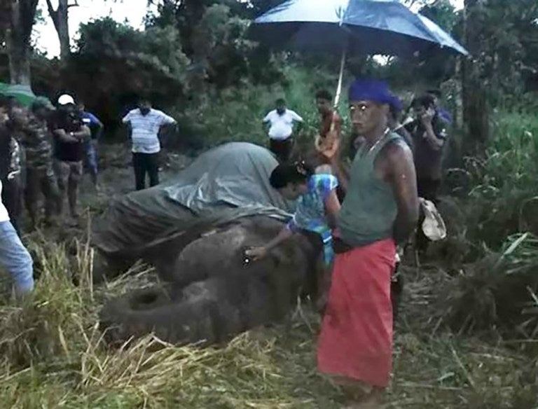18yo Elephant Dies From Exhaustion After It Was FORCED To Carry Traveling Tourists - WORLD OF BUZZ
