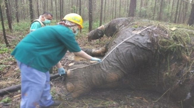 37732 penemuan bangkai gajah sumatera di hutan konsesi di riau