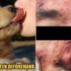 63Yo Man Suffered Multiple Organ Failures And Died After His Pet Dog Licked Him - World Of Buzz 4