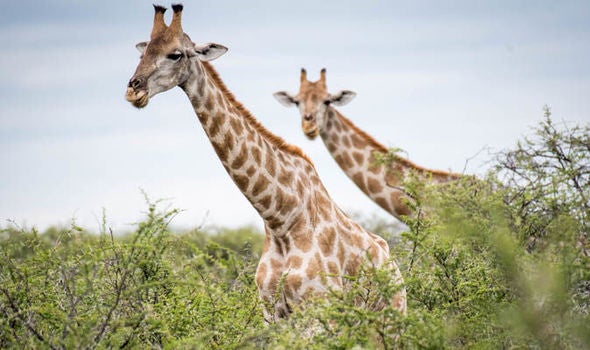 Angolan giraffes 966636