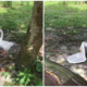 Goose In Malaysian Village Chomping Down On Polystyrene Will Make - World Of Buzz