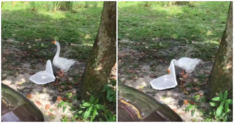 Goose In Malaysian Village Chomping Down On Polystyrene Will Make - World Of Buzz