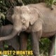 A Borneo Pygmy Elephant Was Found Poisoned To Death In A Sabah Plantation - World Of Buzz
