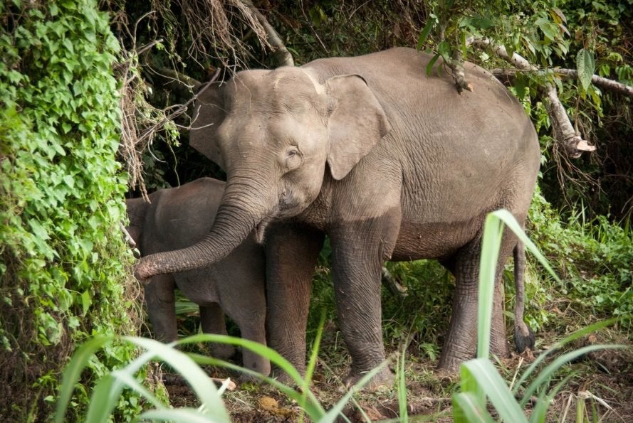 A Borneo Pygmy Elephant was Poisoned to Death in Kota Kinabalu, - WORLD OF BUZZ 1