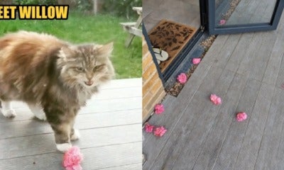 A Friendly Neighbourhood Cat Brings Pink Flowers To This Woman'S Garden Regularly - World Of Buzz 4