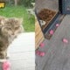 A Friendly Neighbourhood Cat Brings Pink Flowers To This Woman'S Garden Regularly - World Of Buzz 4