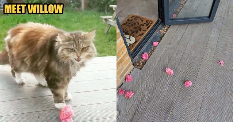 A Friendly Neighbourhood Cat Brings Pink Flowers to This Woman's Garden Regularly - WORLD OF BUZZ 4