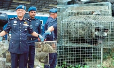 A Smuggling Attempt Involving 642 Exotic Animals Was Busted By Malaysian Marine Cops - World Of Buzz