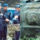 A Smuggling Attempt Involving 642 Exotic Animals Was Busted By Malaysian Marine Cops - World Of Buzz