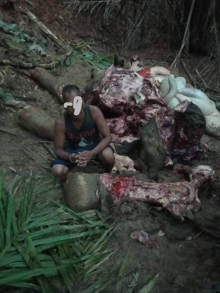 An Orang Asli In Kelantan Nabbed For Allegedly Shooting And Slaughtering An Elephant To Get Its Body Parts - WORLD OF BUZZ 2