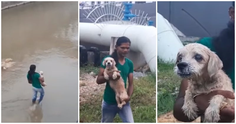 Brave Lady Saves Shih Tzu Who Was Thrown Into The River Near Sungai Langat - World Of Buzz 1