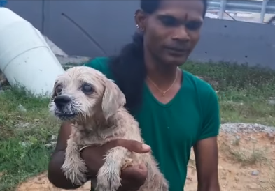 Brave Lady Saves Shih Tzu Who Was Thrown Into The River Near Sungai Langat - WORLD OF BUZZ