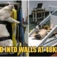 Car Company Mercilessly Smashes Live Pigs Into Walls, Kills 7 Of Them As Crash Test Dummies - World Of Buzz