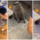 Cat'S Look Of Utter Jealousy As Owner Plays With New Kitten Is The Most Relatable Thing Ever - World Of Buzz