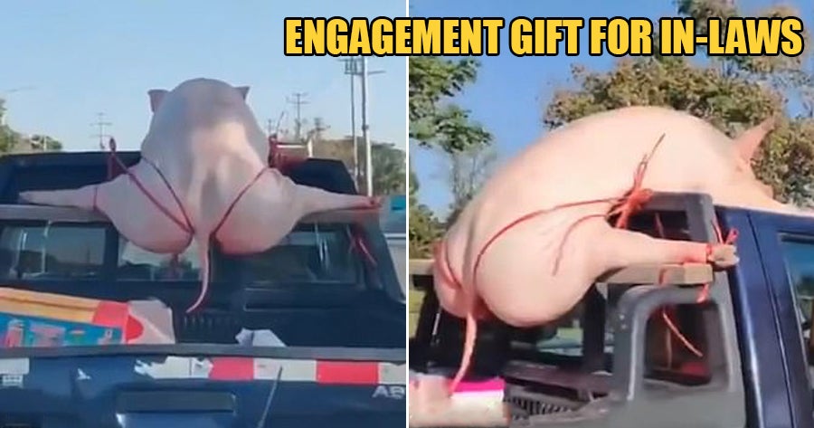 Dead Pig Spotted Wearing 'G-String' While Being Tied To Truck, Driver Says Its An Engagement Gift - World Of Buzz