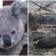 Despite Recent Claims Koalas Aren'T &Quot;Functionally Extinct&Quot; But That Doesn'T Mean They'Re Ok - World Of Buzz