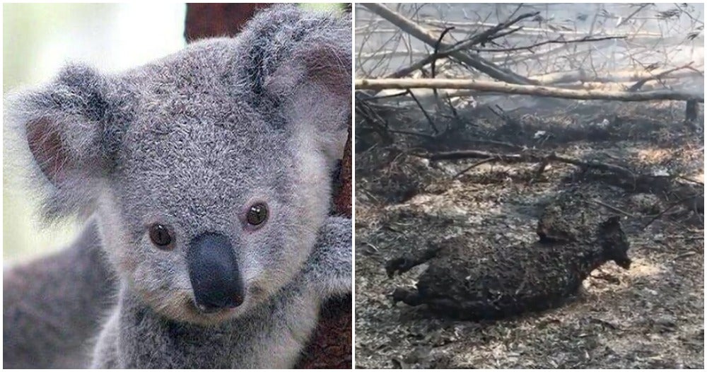 Despite Recent Claims Koalas Aren't 